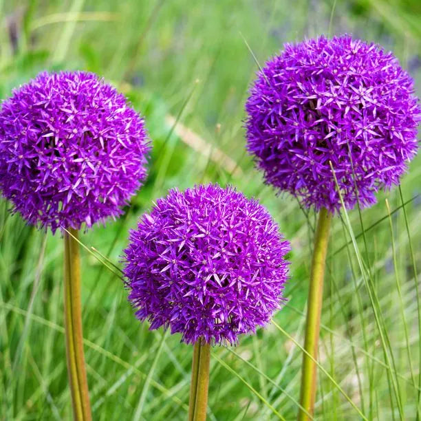 Purple Sensation Bulb